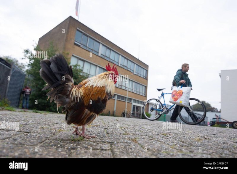 Ontdek de Sensatie van Chicken Road in het Online Casino Nederland - overview