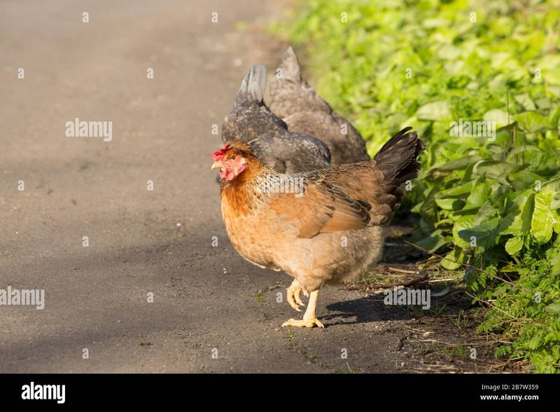 Chicken road demo - Jocul Iubit de Romanii: Descoperă Secretele Drumului de Pui