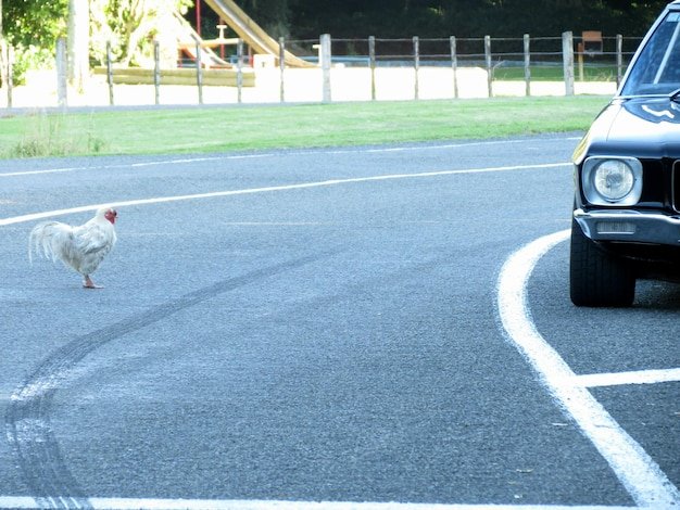 Descoperă Secretele Jocului Faimos Chicken Road în Casino-urile României, chicken road joc